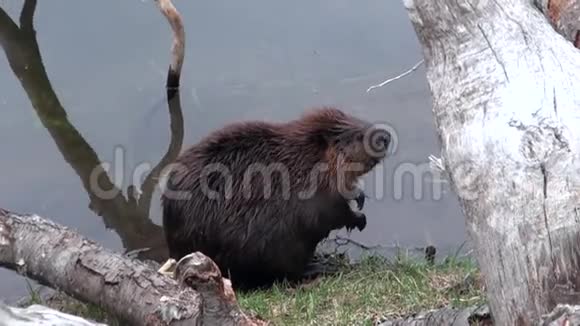 海狸在乌斯怀亚干旱的原木和树木的背景下在水坝里吃东西视频的预览图
