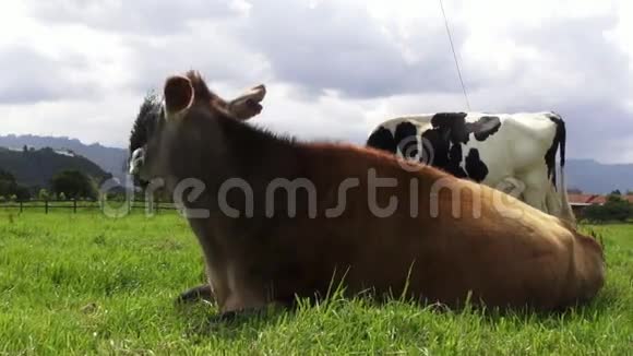 奶牛牛农场视频的预览图