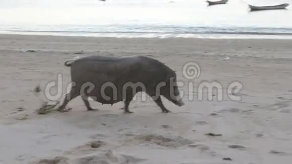 肥猪沿着沙滩散步视频的预览图