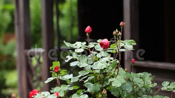 花园树枝上的红玫瑰视频的预览图