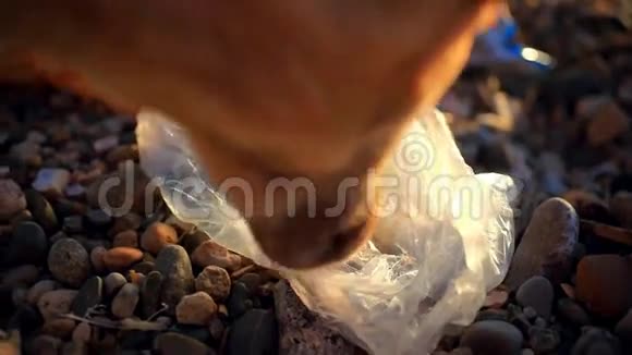 流浪狗在海滩上吃垃圾视频的预览图