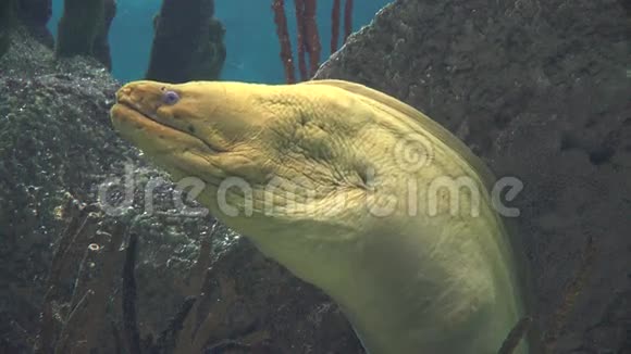 鳗鱼蛇海利水下视频的预览图