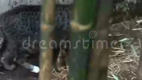 视频猫穿过竹园看着摄像机视频的预览图