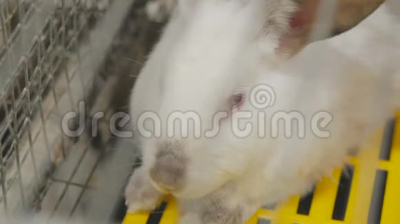兔子农场的笼子里的白兔视频的预览图