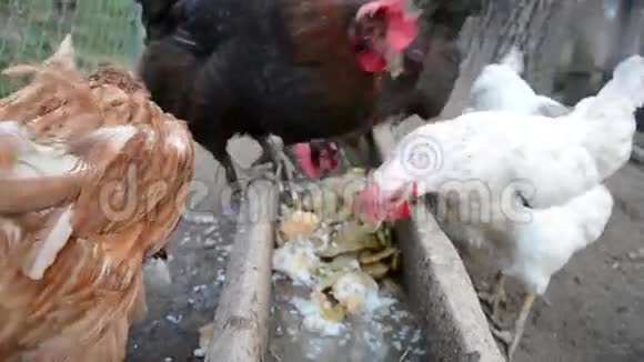 鸡在斯洛伐克的一个传统农场里觅食视频的预览图