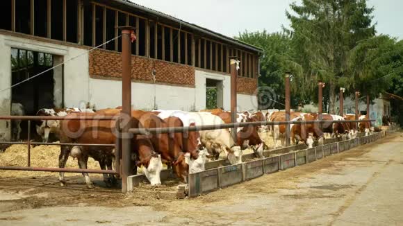 有机农场养殖奶牛饲喂干草青贮宠物奶牛捷克荣誉Fleckvieh品种奶牛品种视频的预览图