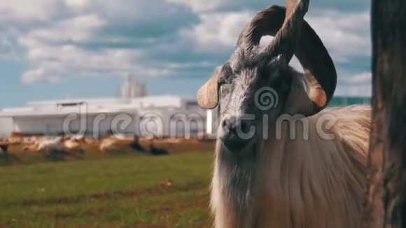 大角羊主阿尔法公羊在山区羊群放牧中的优势视频的预览图
