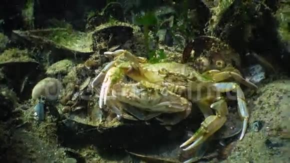 蟹交配前的雄性和雌性视频的预览图