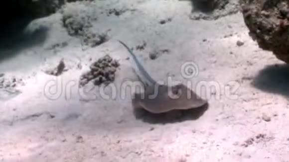 蓝色黄貂鱼藏在红海的沙滩上视频的预览图