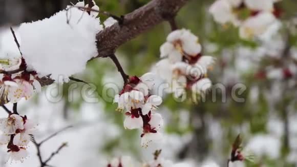 罕见的现象春天的雪白雪覆盖的苹果树的枝花上的雪气候变化视频的预览图