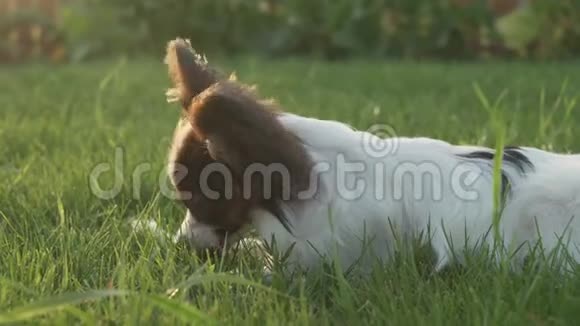 帕皮龙大陆玩具斯皮尔小狗啃棒绿草坪股票录像视频的预览图
