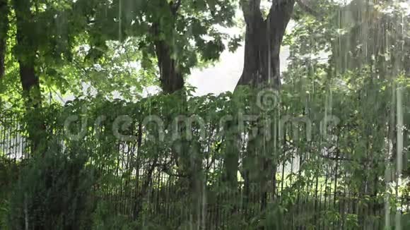 令人惊叹的强雨阵雨秋天刷新树木和爬行动物公园视频的预览图