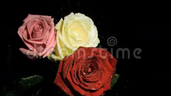 三朵玫瑰花在超级慢动作中浇水视频的预览图
