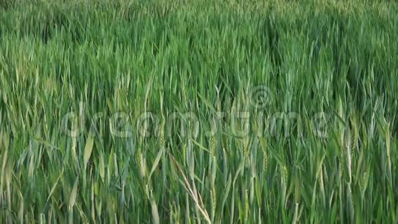 耕地中的绿色小麦头视频的预览图