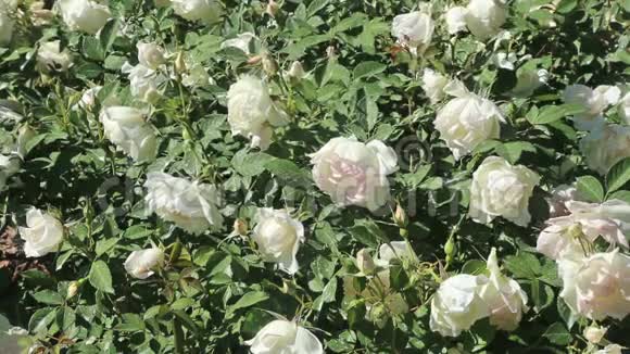 白玫瑰种植视频的预览图