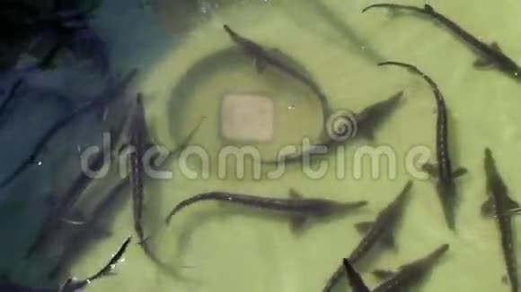 成群结队的鲟鱼在养鱼场的水池里准备植入一个微芯片视频的预览图