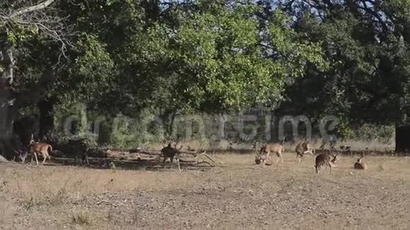 印度鹿轴国家公园视频的预览图