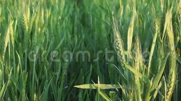 耕地中的绿色小麦头视频的预览图