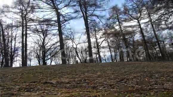 春天的森林树叶和云彩视频的预览图