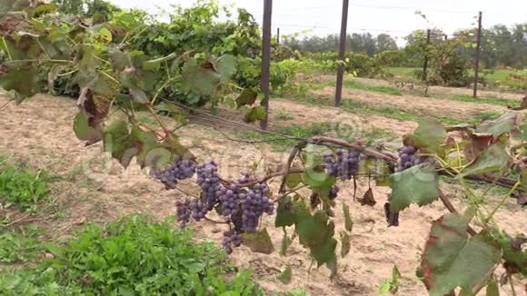 葡萄种植园分支缠绕在木桩上视频的预览图