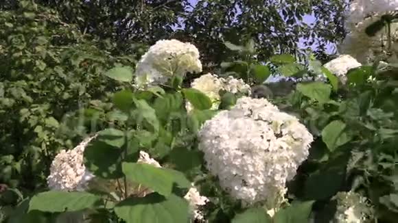 夏季大风时白色绣球花序束状视频的预览图