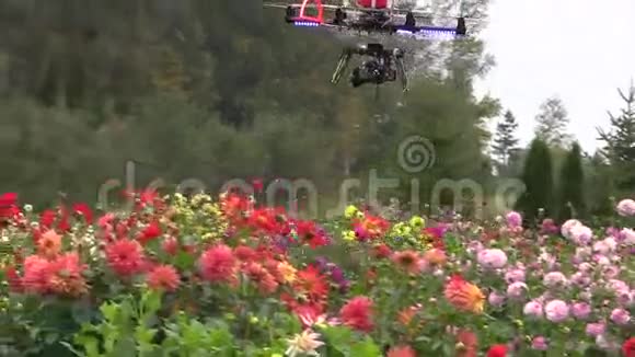 用摄像机拍摄大丽花的直升机视频的预览图