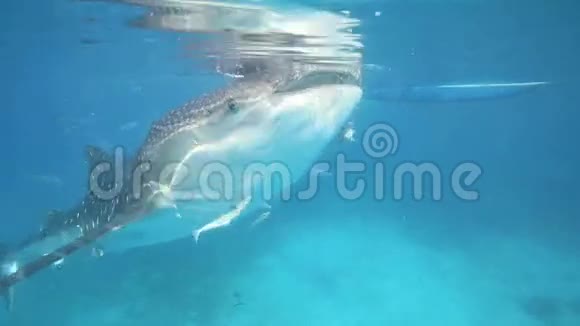 鲸鲨在水下被喂食磷虾视频的预览图