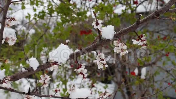 罕见的现象春天的雪雪落在上面的盛开的苹果树的枝花上的雪气候变化视频的预览图