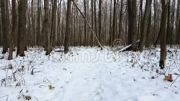雪地里的森林视频的预览图