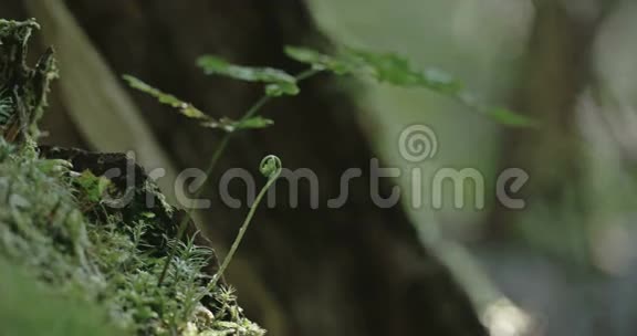苔藓树上一棵高大的绿草4KFS700奥德赛7Q视频的预览图