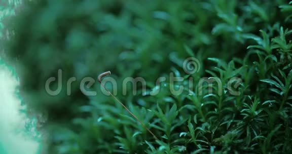 神秘森林发现的绿色草4KFS700奥德赛7Q视频的预览图