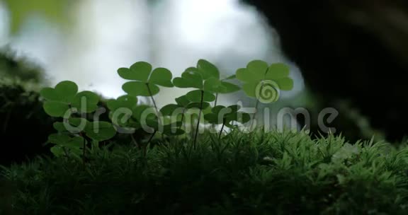 神秘森林4KFS700奥德赛7Q上的一种奥沙利螨植物视频的预览图