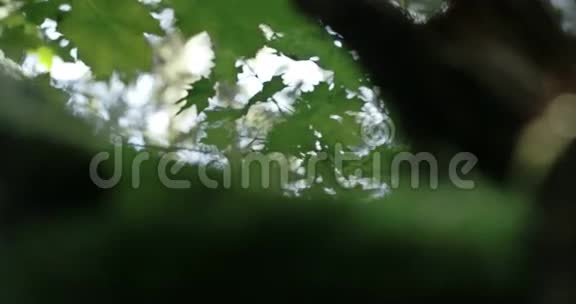 神秘森林4KFS700奥德赛7Q上的绿色小植物视频的预览图
