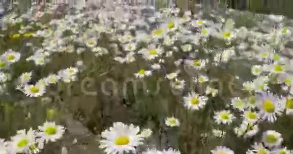 草地上有许多白色雏菊4KFS700奥德赛7Q视频的预览图