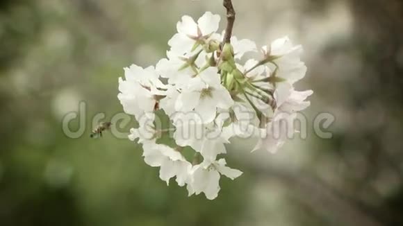 美丽的樱桃树开花视频的预览图