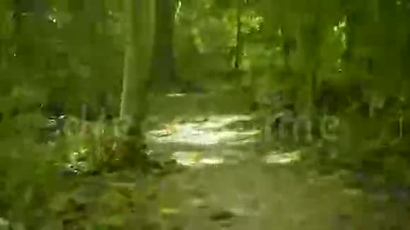 沿着小路在热带雨林中冲刺第一人称观点视频的预览图
