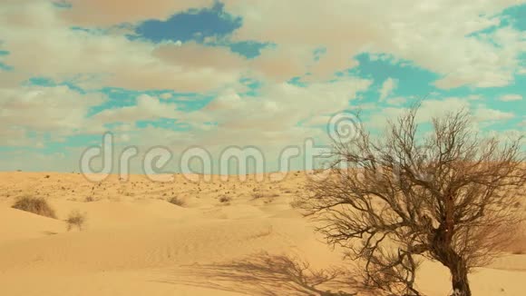 撒哈拉景观沙丘风和枯树视频的预览图