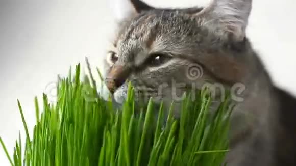 快乐的猫吃着新鲜的青草视频的预览图