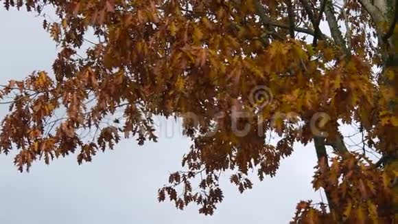 秋天树叶视频的预览图