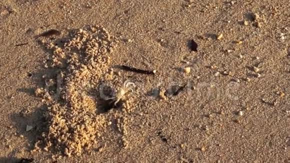 视频幽灵蟹在沙滩上奔跑视频的预览图