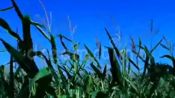 阳光明媚的日子里充满活力的玉米地在风中飘动平底锅视频的预览图