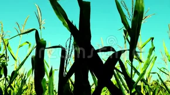 夏季晴天风斜的充满活力的玉米地视频的预览图