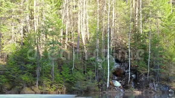 森林里的瀑布全景图视频的预览图