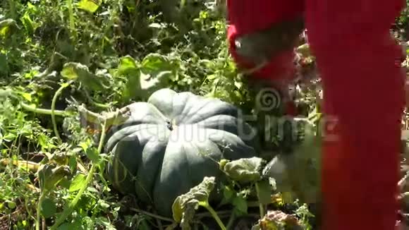 园丁农民收获大的绿色南瓜视频的预览图