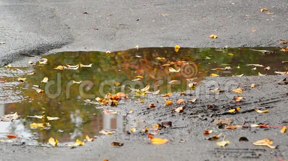 落叶躺在水坑里树的倒影视频的预览图