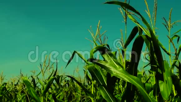 阳光明媚的日子里充满活力的玉米地在风中飘动平底锅视频的预览图