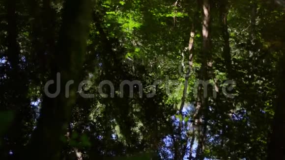 在平静的溪流中荡漾着林地的倒影视频的预览图