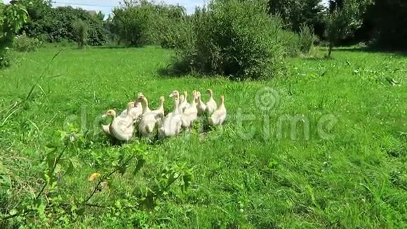 许多小鸭子在农场的绿色草地上跑来跑去吃东西视频的预览图