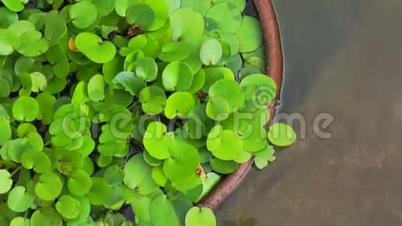 视频绿色热带水生植物粘土罐水下视频的预览图