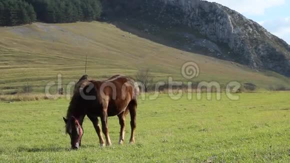 年轻的马在牧场上视频的预览图